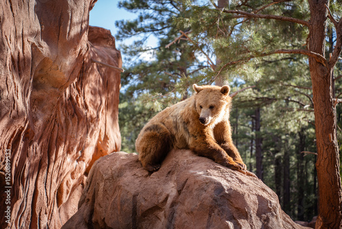 Grizzly bear in Bearizona Wildlife Park, Williams, Arizona, USA.	