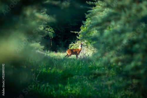 Ein Rehbock in einem grünen Wald