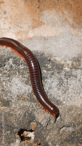 close up photo of a long adult Centipede
