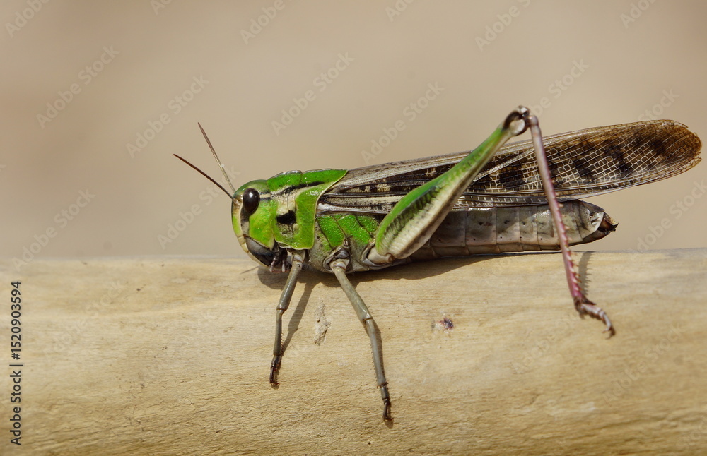 Migratory grasshopper resting on a beach in Catalonia Migratory grasshopper resting on a beach in Catalonia