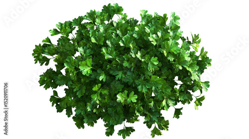 Abundant fresh parsley herbs symbolize vibrant health isolated on clean on transparent background