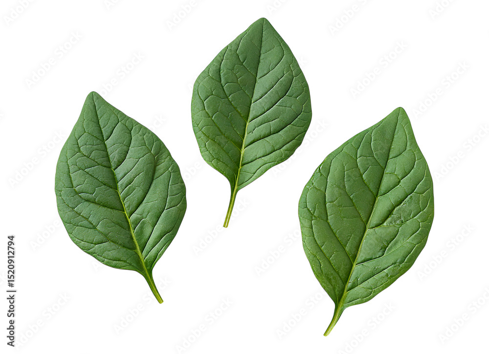 Fototapeta premium Three Vibrant Green Spinach Leaves