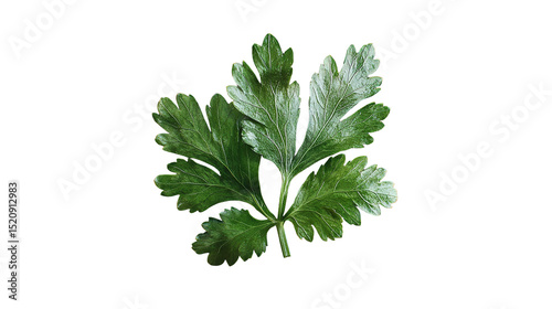 Fresh parsley leaf with vibrant green color a healthy herb used to elevate on transparent background