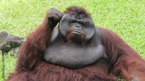 The Bornean orangutan is an orangutan species endemic to the island of Borneo. It belongs to the only genus of great apes native to Asia and is the largest of the three Pongo species. 