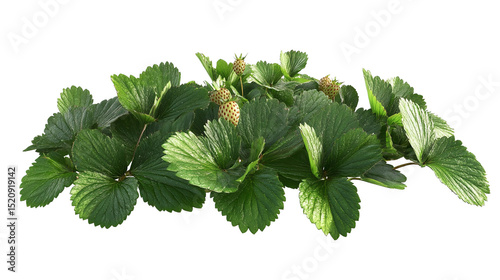 Emerging strawberry plant hinting at summer sweetness with green leaves on transparent background