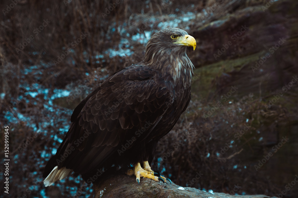 Obraz premium Wild raptor golden eagle