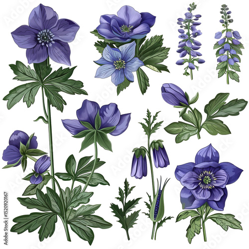 Watercolor Illustration Of Aconite Flowers And Delphinium On White. Botanical Drawing For Design, Print Or Background.