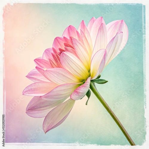 Pastel Dahlia Bloom Soft Hues, Floral Art, Vintage Texture, flower photography, dahlia Floral Art, Pastel Flower