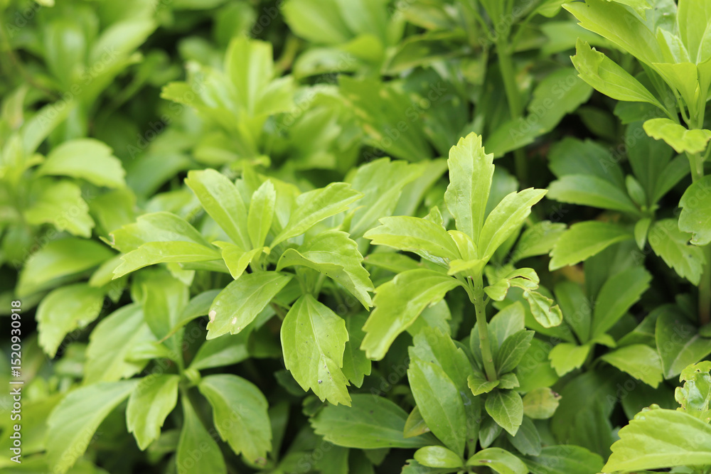 Pachysandra close-up. Pachysandra in landscape design. Nature. Summer background of nature and plants. Green plant with selective focus Pachysandra close-up. Pachysandra in landscape design. Nature. Summer background of nature and plants. Green plant with selective focus