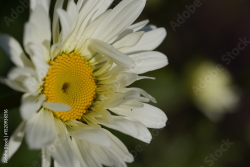 white and yellow daisy