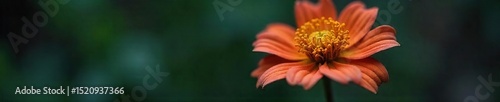 A somber, close-up shot of a wilted flower, symbolizing the fragility of life and the finality of death The image evokes a sense of loss and the passage of time , brown, sentiment