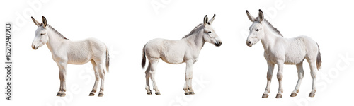 white donkeys isolated on white background