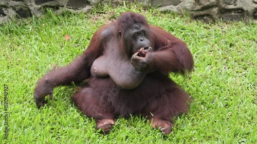 The Bornean orangutan is an orangutan species endemic to the island of Borneo. It belongs to the only genus of great apes native to Asia and is the largest of the three Pongo species. 