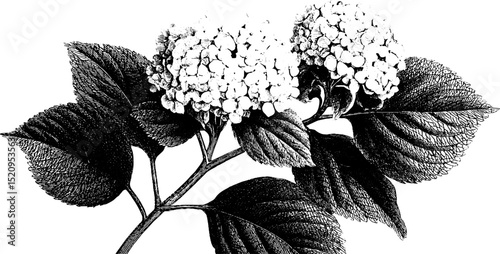Engraved illustration of hydrangea with detailed leaves for botanical design