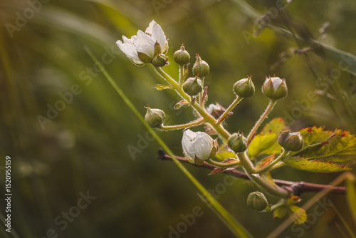 Field plants on a sunny day in June. Blurred background, close-up.
