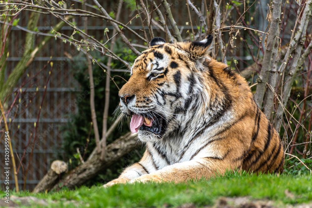 Obraz premium The Siberian tiger,Panthera tigris altaica in a park