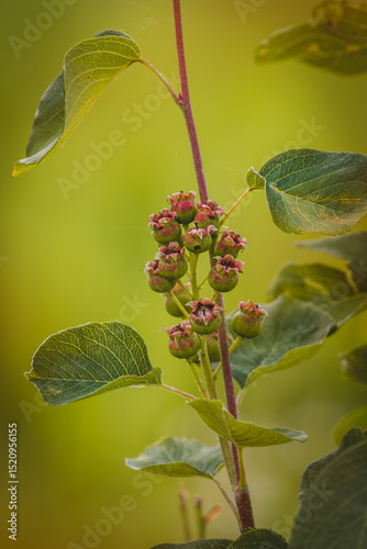 Field plants on a sunny day in June. Blurred background, close-up.