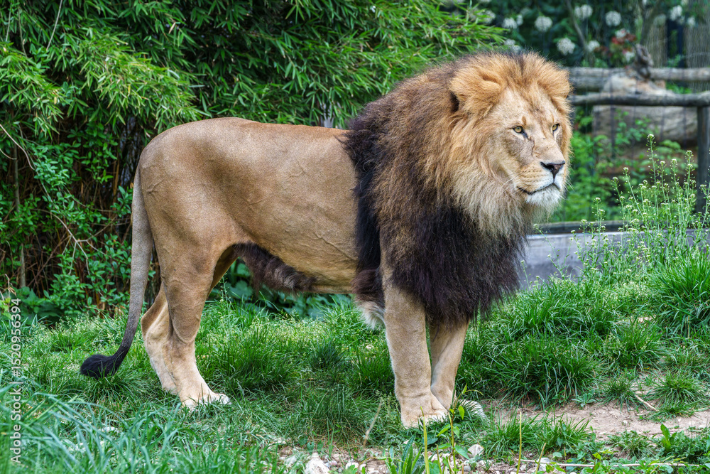 Naklejka premium The lion, Panthera leo is one of the four big cats in the genus Panthera