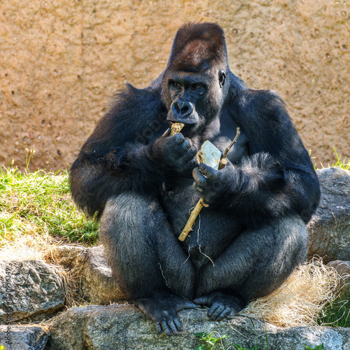 Gorillas are ground-dwelling, predominantly herbivorous apes, Sub-Saharan Africa