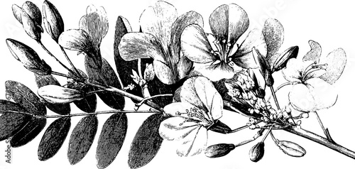Engraved botanical illustration of acacia fan design for print and decor