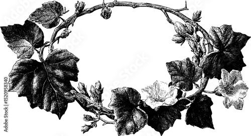 Engraved circular motif of ivy vine for decorative design