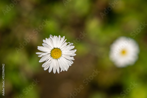 Spring blossom in the garden