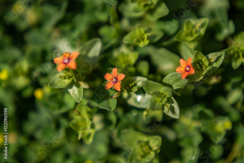 Spring blossom in the garden