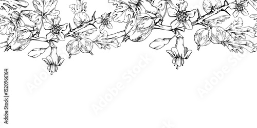 Gooseberry Currant with bell flower buds on branch, leaves, hanging ripe garden casseille berry jostaberry. Hand drawn in vector ink. Isolated seamless banner border garland. Cafe menu, farmers market