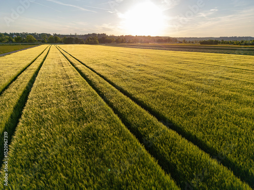 Countryside sunset over a field of wheat in early summer in Bavaria, Germany