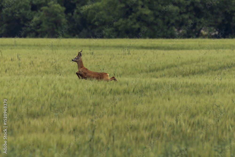 Naklejka premium Deer leaping through green wheat field 