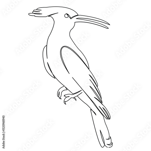 One continuous single drawing line art flat doodle bird, animal, wildlife, woodpecker, nature, feather, forest. Isolated image hand draw contour on a white background
