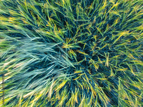 Close up top down view of young wheat at sunset