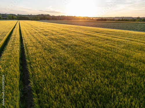 Countryside sunset over a field of wheat in early summer in Bavaria, Germany