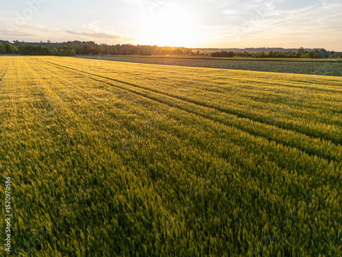 Countryside sunset over a field of wheat in early summer in Bavaria, Germany