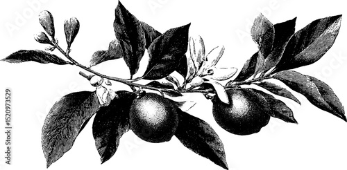 Elegant engraved citrus garland with leaves for botanical design