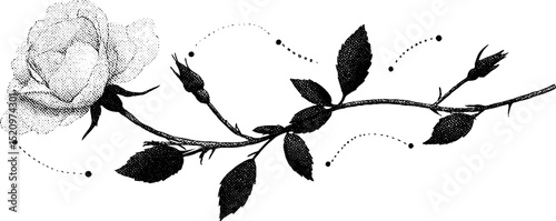 Minimalist engraved rose vine design for art and decoration
