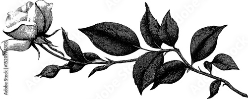 Minimalist engraved illustration of rose vine for botanical designs