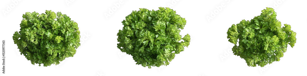 Obraz premium Three round green leafy clusters