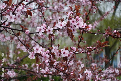 Fotografie A lot of pink flowers of prunus pissardii with rain drops in April