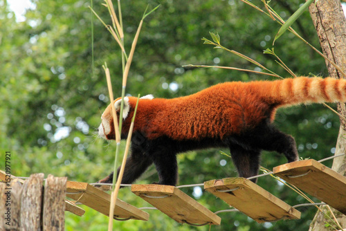 red panda eating bamboo