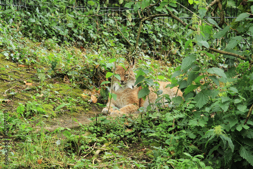 Lynx in the forest