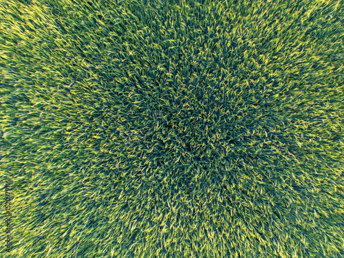 Top down view of a green field of young wheat at sunset