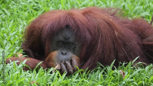 The Bornean orangutan. Orangutan species endemic to the island of Borneo. It belongs to the only genus of great apes native to Asia and is the largest of the three Pongo species. 