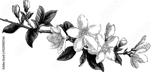 Engraved floral illustration of blossoming branch with organic lines for botanical design