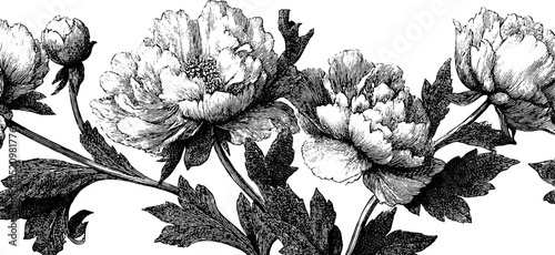 Engraved stylized peony flower border design for decorative art and print