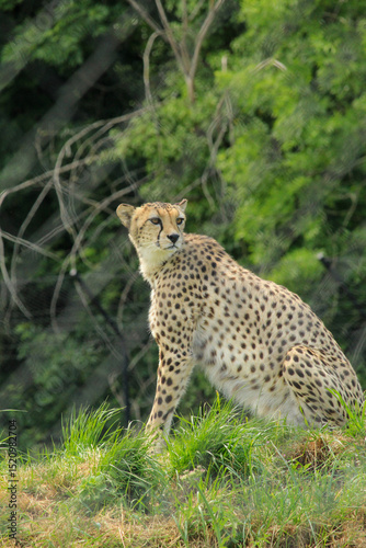 leopard in the tree