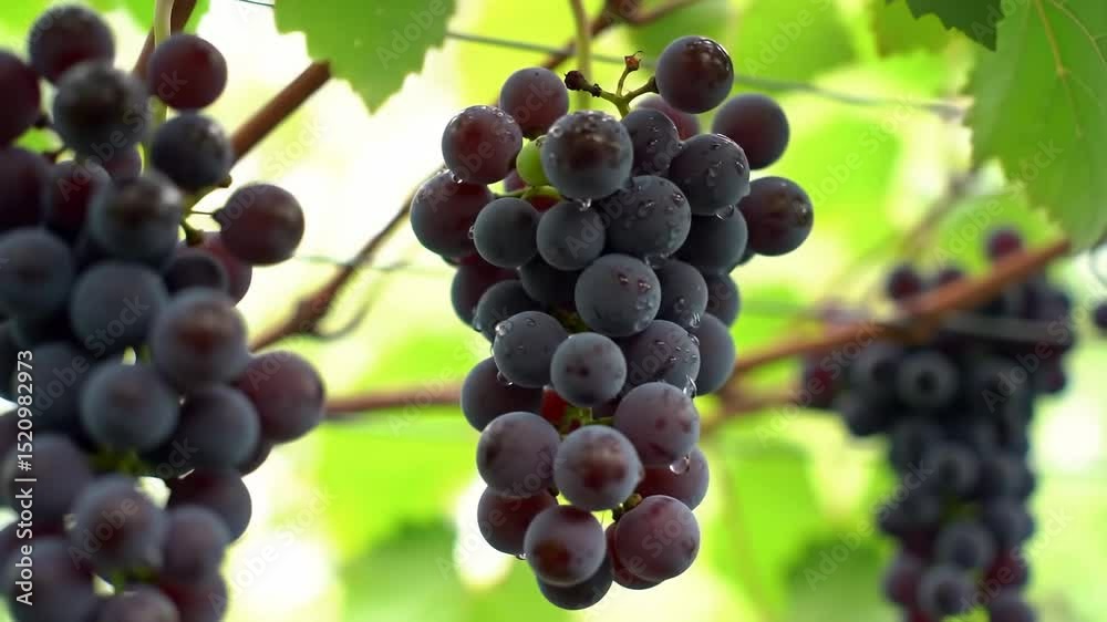 custom made wallpaper toronto digitalClose-up of ripe purple grapes with green leaves.
