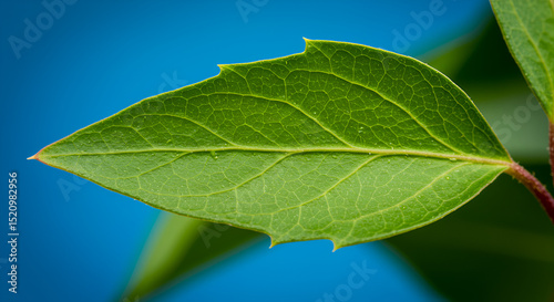Amphistomatic Leaf of Hedera helix with Stomata photo