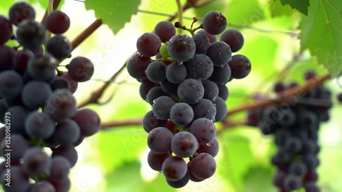 Wallpaper Mural Close-up of ripe purple grapes with green leaves. Torontodigital.ca