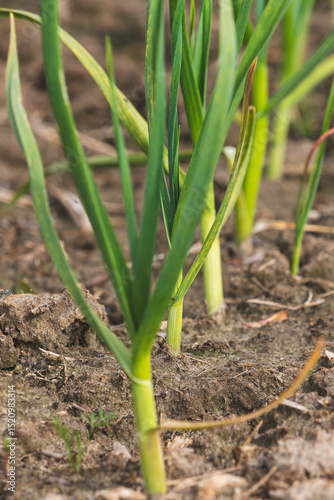 Green chives. Blurred background, close-up. Agricultural field in the countryside.